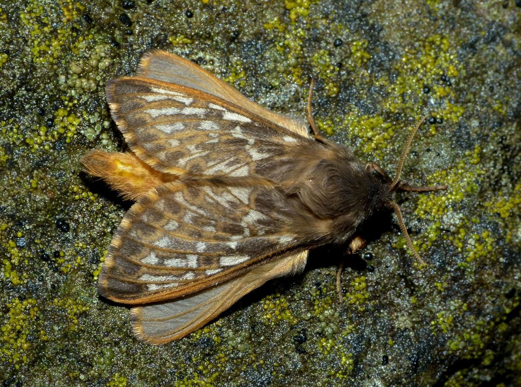 Cladoxycanus