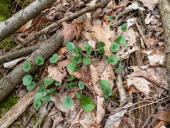Cardamine douglassii