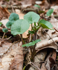 Cardamine douglassii