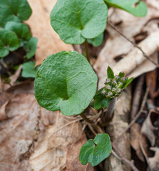 Cardamine douglassii