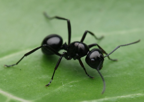 Polyrhachis yorkanaPolyrhachis yorkana