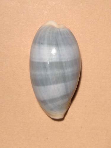 Erroneous Cowry