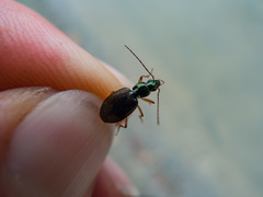 Agonum extensicolle