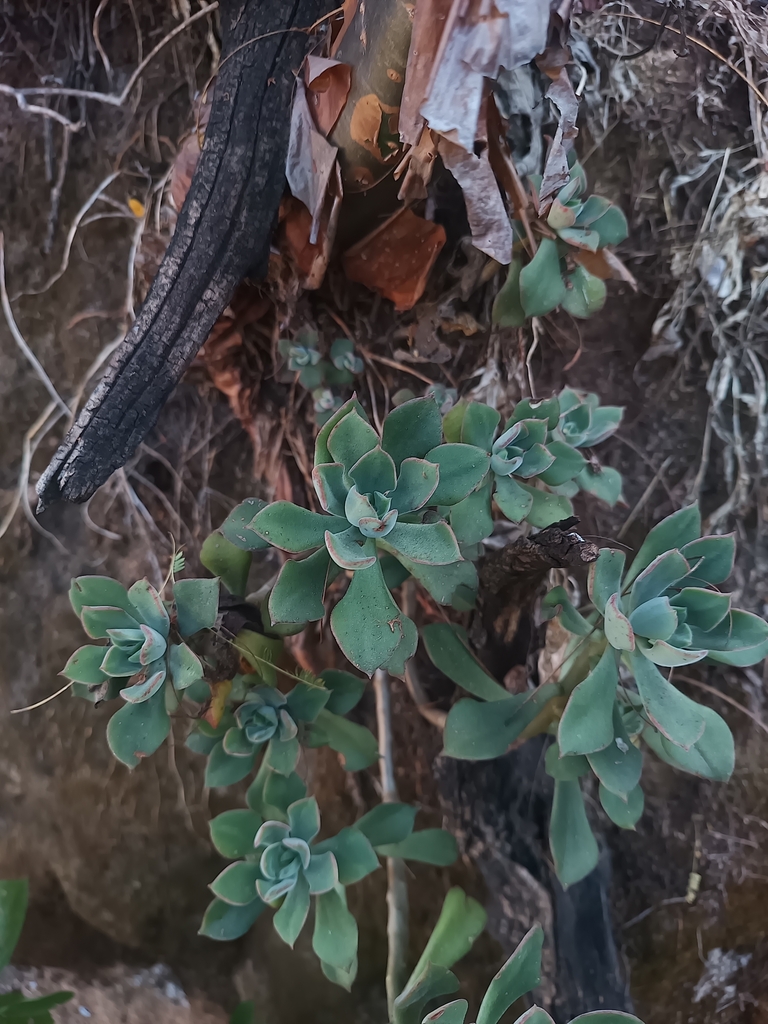 Echeveria pringlei, Jalisco, MX