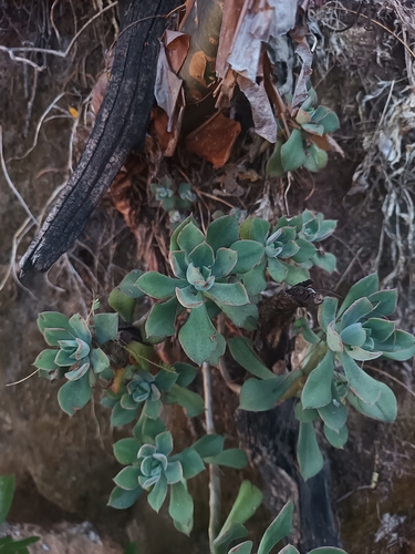 Echeveria pringlei