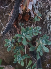 Echeveria pringlei