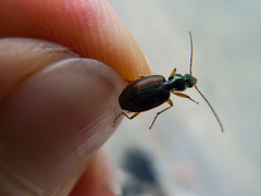 Agonum extensicolle