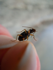 Agonum extensicolle