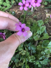 Oxalis articulata