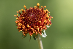 Gaillardia suavis