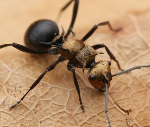 Polyrhachis hermionePolyrhachis hermione