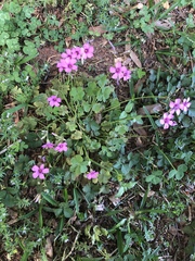 Oxalis articulata