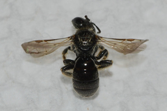 Panurginus polytrichus