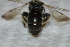 Panurginus polytrichus