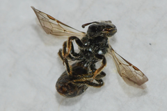 Panurginus polytrichus