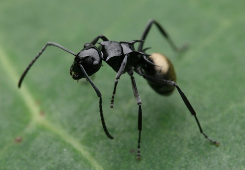 Polyrhachis barrettiPolyrhachis barretti