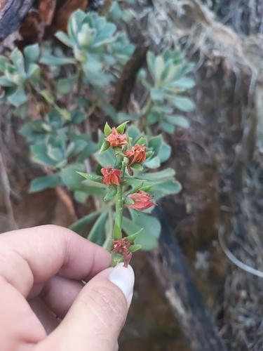 Echeveria pringlei
