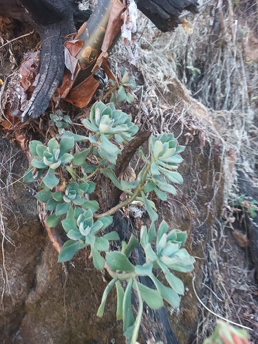 Echeveria pringlei