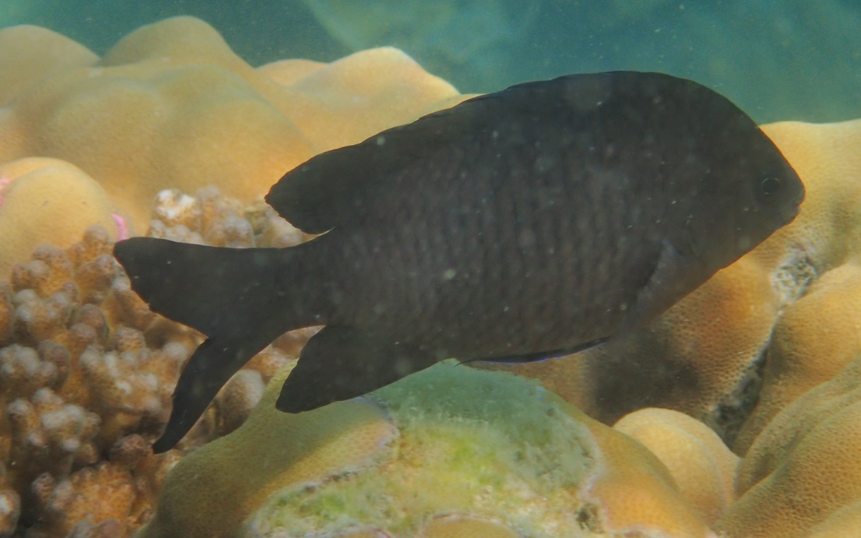 斑棘高身雀鯛(石剎) Stegastes obreptus