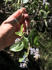 Ceanothus oliganthus