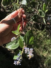 Ceanothus oliganthus