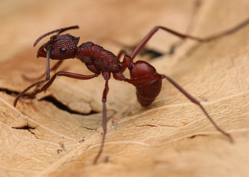 淡金皱猛蚁Rhytidoponera aurata