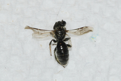 Panurginus polytrichus