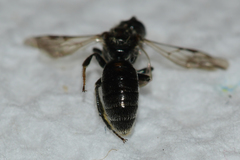 Panurginus polytrichus