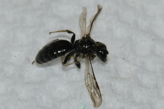 Panurginus polytrichus