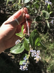 Ceanothus oliganthus