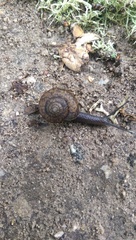 Helminthoglypta umbilicata