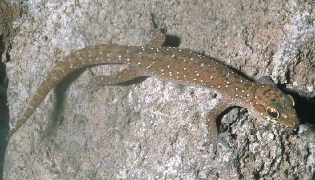 Barbour's Leaf-Toed Gecko