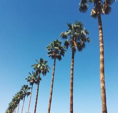 Copernicia prunifera