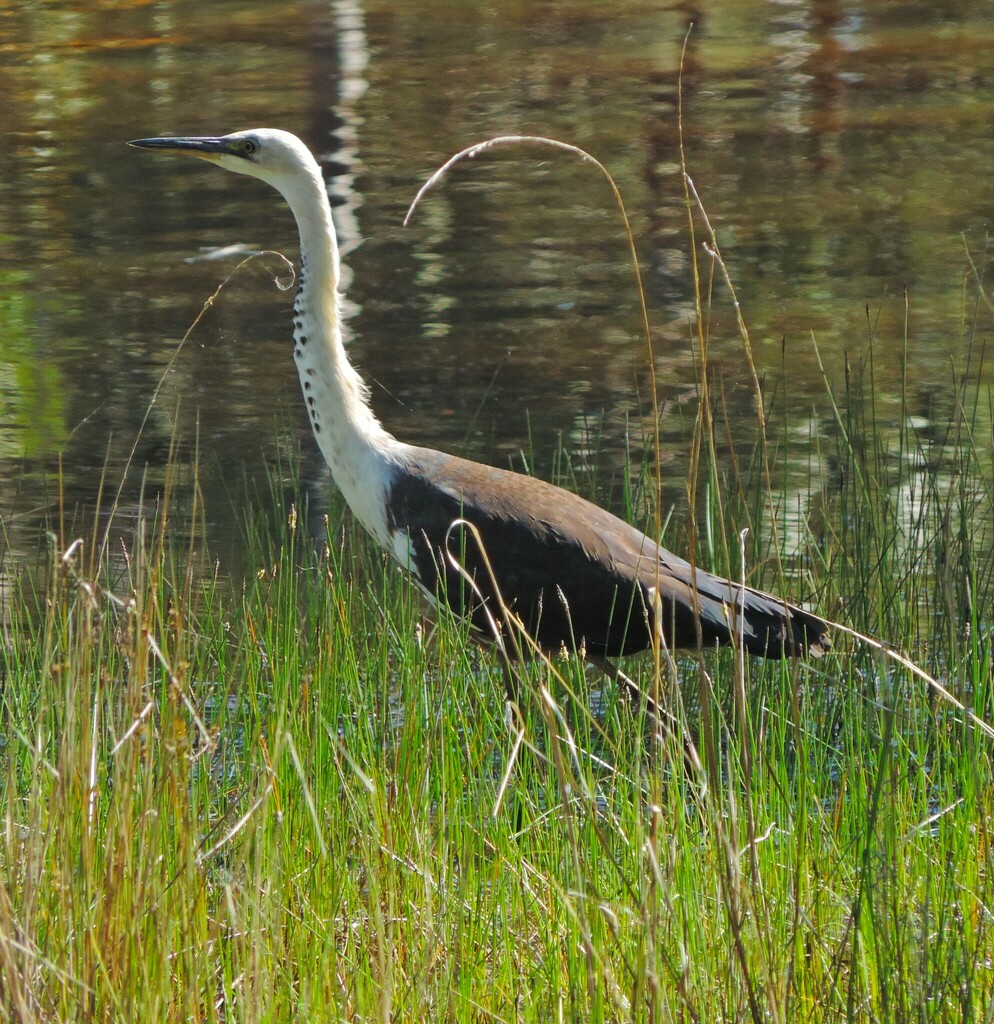 White-necked Heron in September 2023 by Mike and Cathy Beamish ...