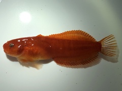 Slimy Snailfish photo 4