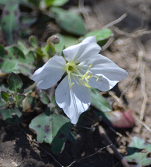 Oenothera tetraptera