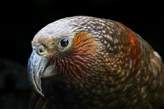 New Zealand Kaka photo 4