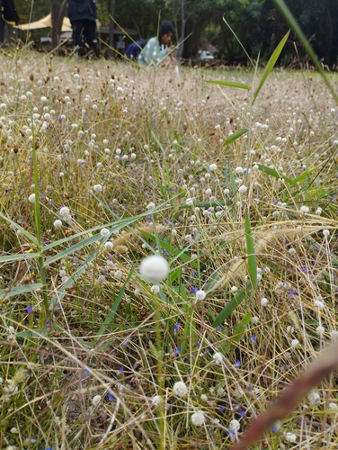 Eriocaulon smitinandii