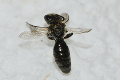 Panurginus polytrichus