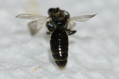 Panurginus polytrichus