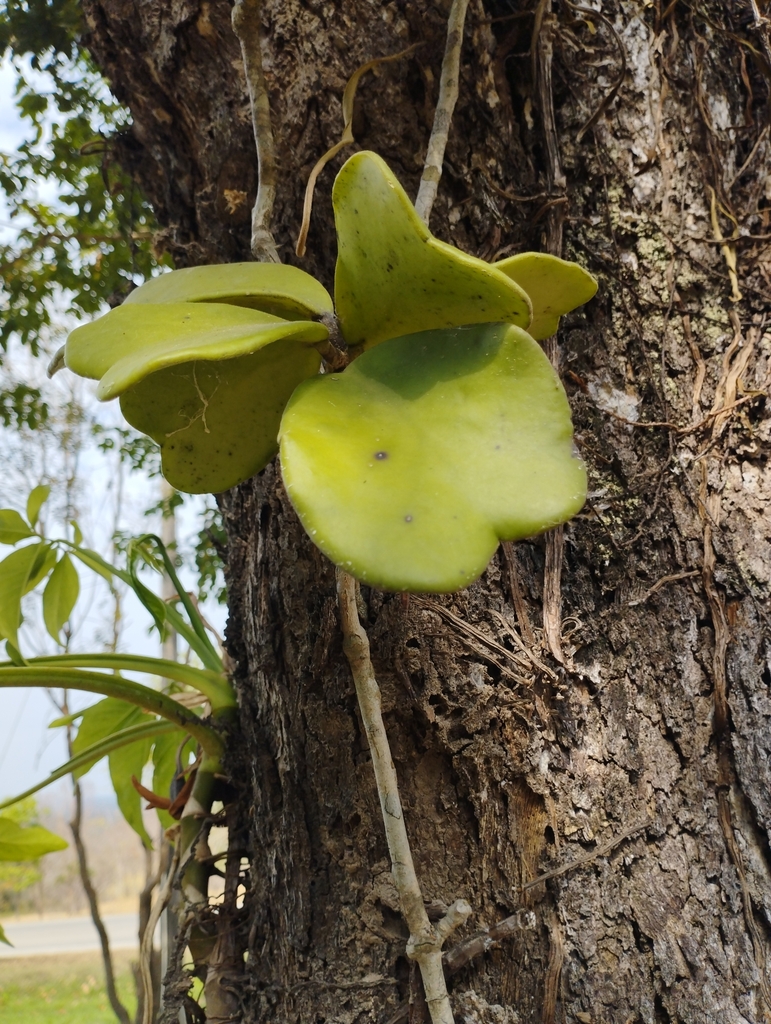 Foto de Planta-coração