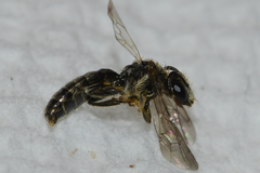 Panurginus polytrichus