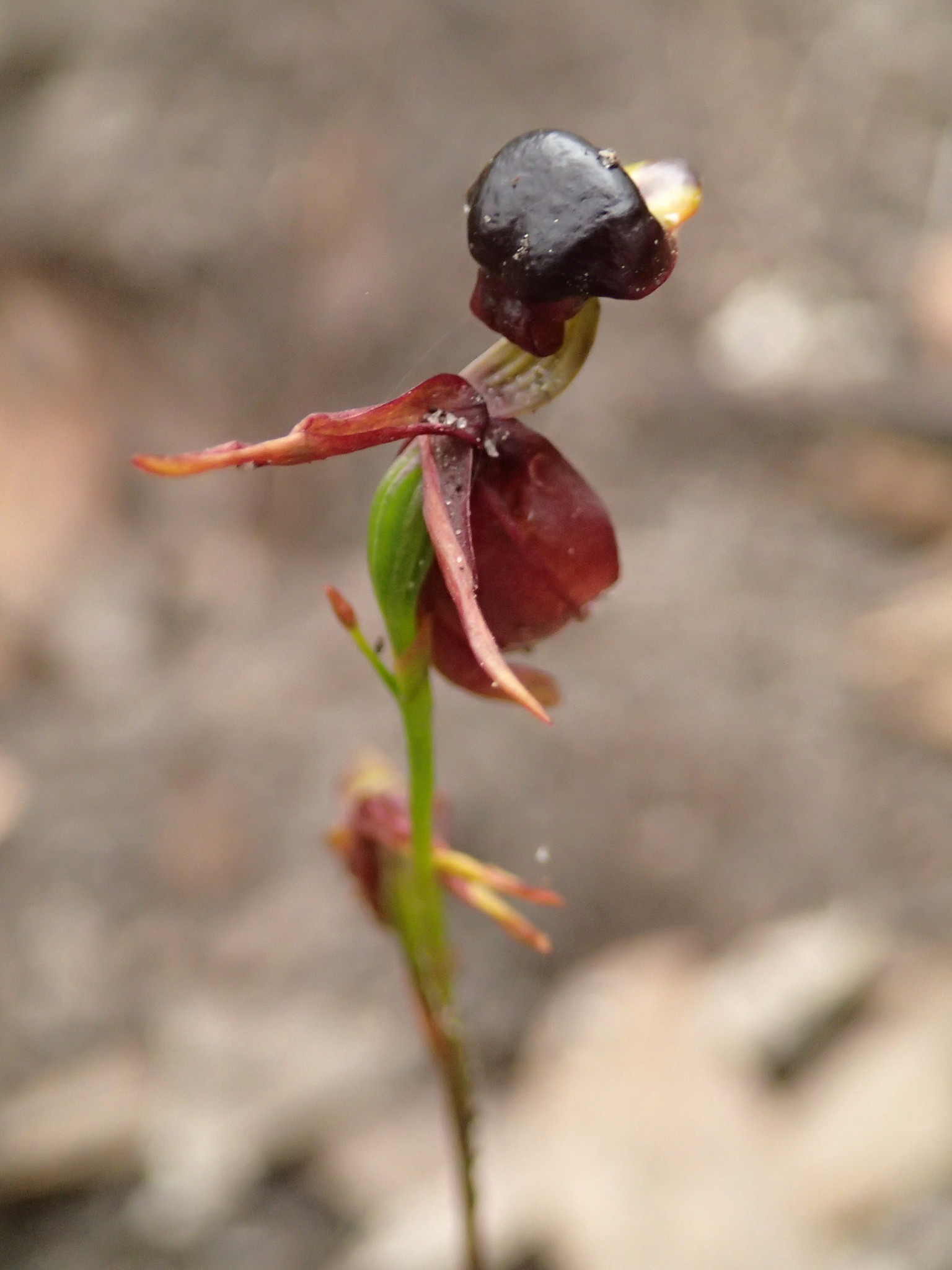 Imagem de Orquídea-pato