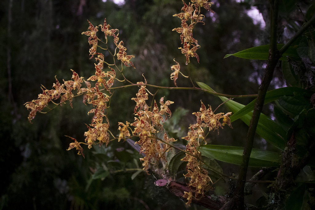 Oncidium crocidipterum