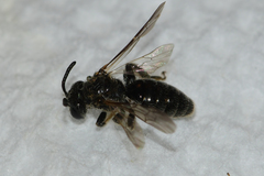 Panurginus polytrichus