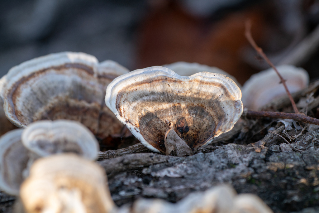 Microporus vernicipes · January 2024 · photo: © tbc_watanabe (iNaturalist, cc-by)