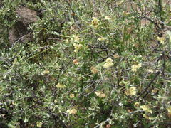 Philibertia solanoides