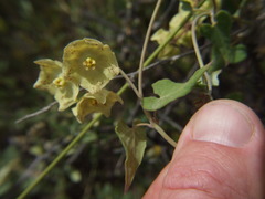 Philibertia solanoides