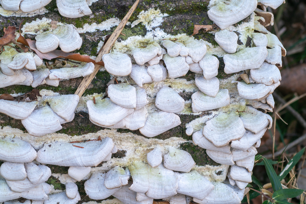 Trichaptum biforme · January 2024 · photo: © tbc_watanabe (iNaturalist, cc-by)