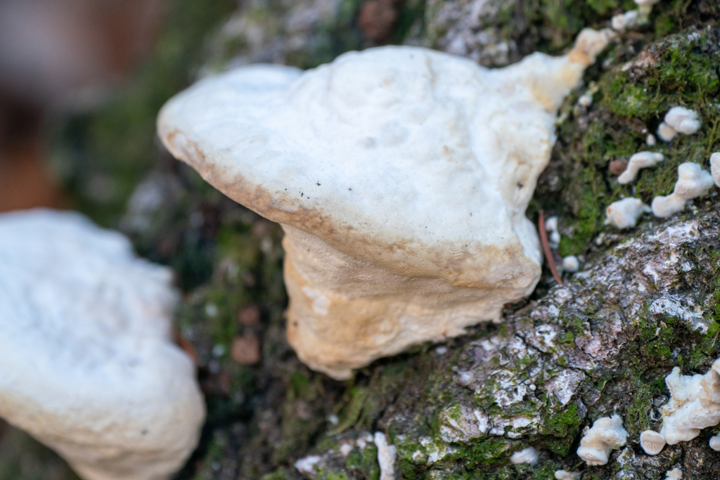 Trametes orientalis · January 2024 · photo: © tbc_watanabe (iNaturalist, cc-by)